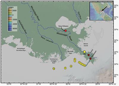 Rare Earth Elements Geochemistry and Nd Isotopes in the Mississippi River and Gulf of Mexico Mixing Zone